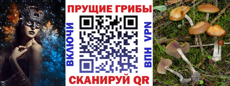 Купить Зеленогорск Псилоцибиновые грибы Psilocybine cubensis